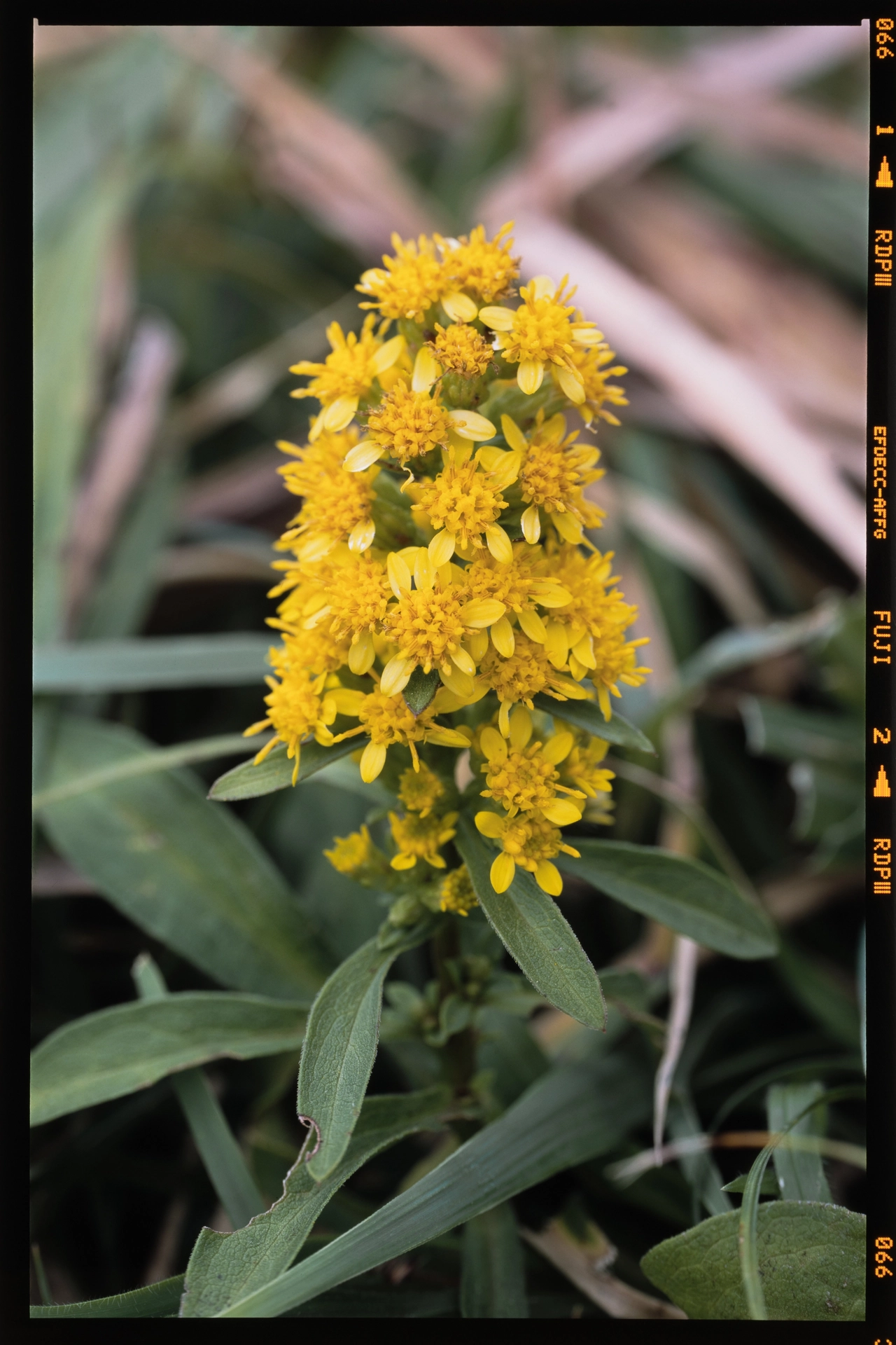 Solidago  virgaurea